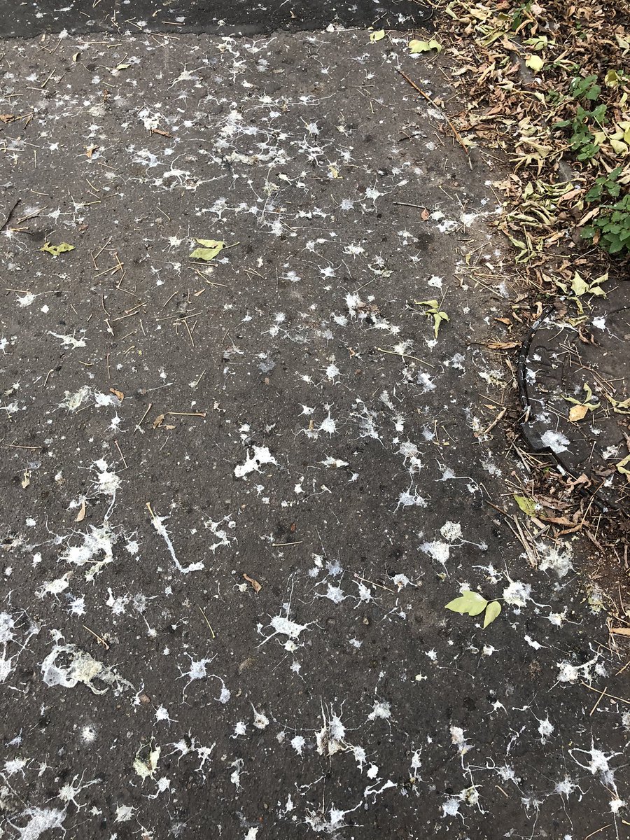 Это тротуар с птичьим помётом сзади школы 30 (ул Театральная). Я понимаю что у нас не принято мыть тротуары, но ведь это не только неэстетично, но и опасно для детей, не так ли? <a href="/blag_adm/">Упр.благоустройства</a> <a href="/ivanovonews_ru/">ivanovonews</a> <a href="/VSharypov/">Владимир Шарыпов</a> <a href="/ivanovo_edu/">Департамент</a>