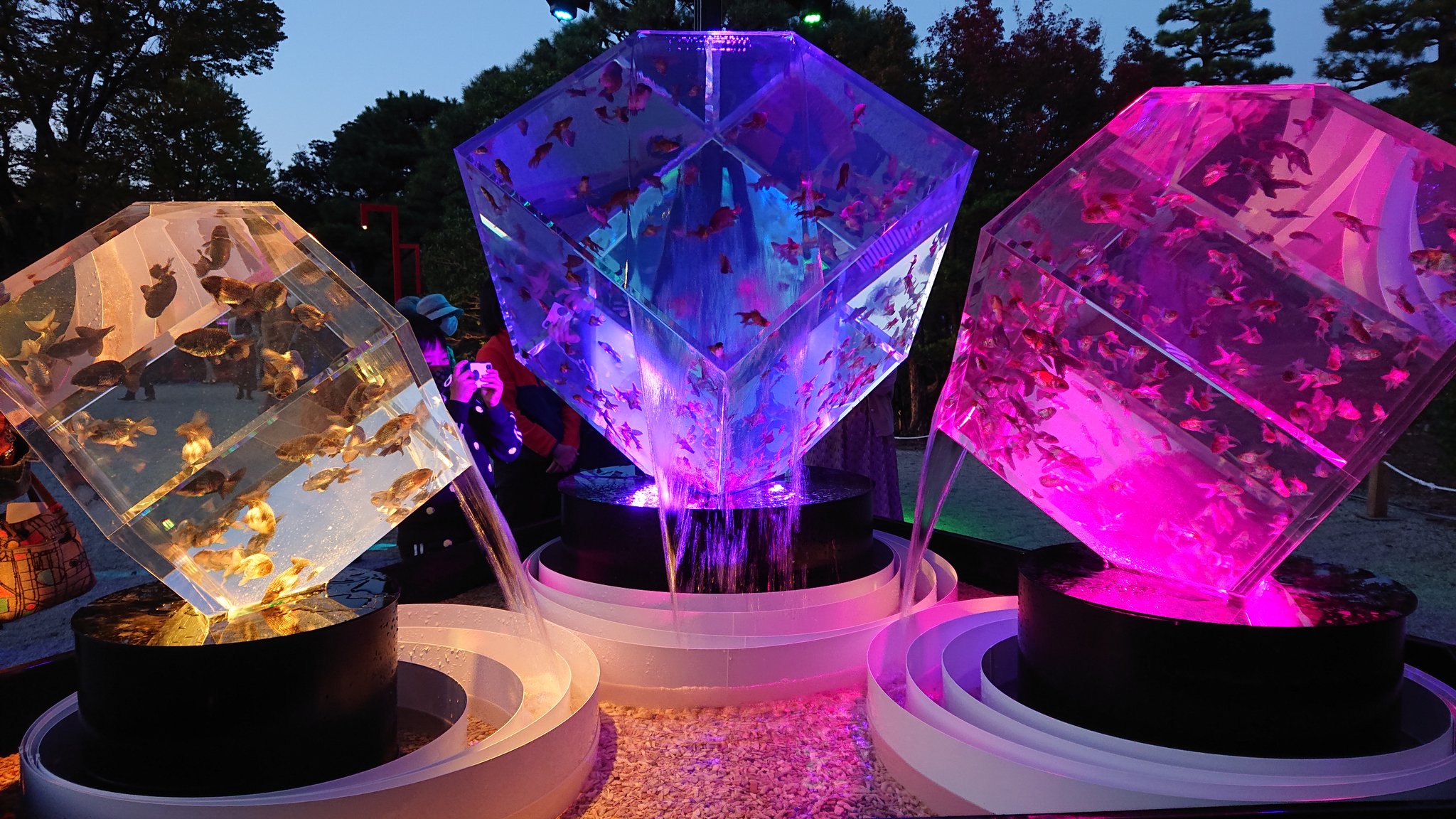 岡田 勇輔 二条城のアートアクアリウムがとてもキレイでした 光を綺麗に撮れるカメラがほしいな T Co Tbugnoue5h Twitter