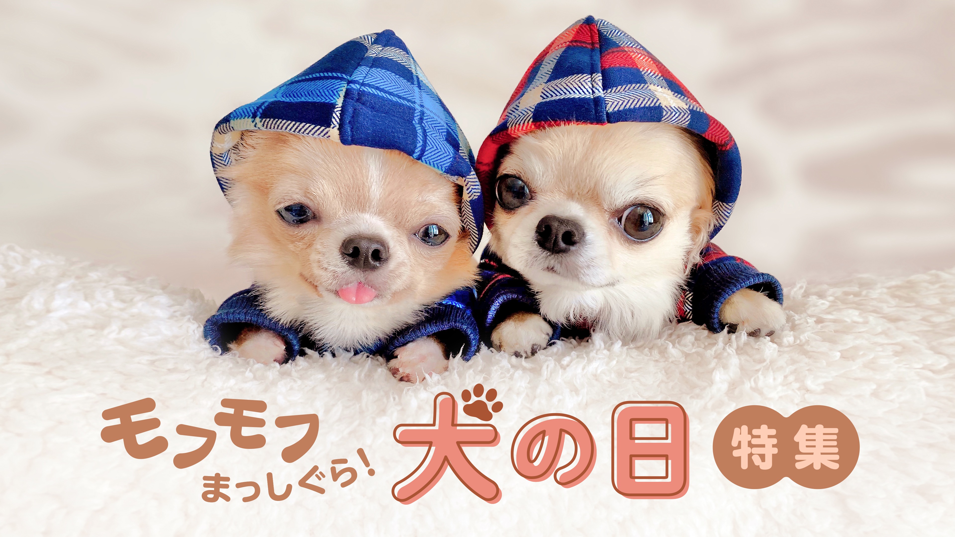 Hulu Japan Sur Twitter 今日は 犬の日 なので マリと子犬の物語 ウォレスとグルミット ハラス のいた日々 きな子 ひまわりと子犬の7日間 ハチ公物語 ペット クイール など 特集はコチラ T Co Xfaowotznx 今年もあと2ヶ月