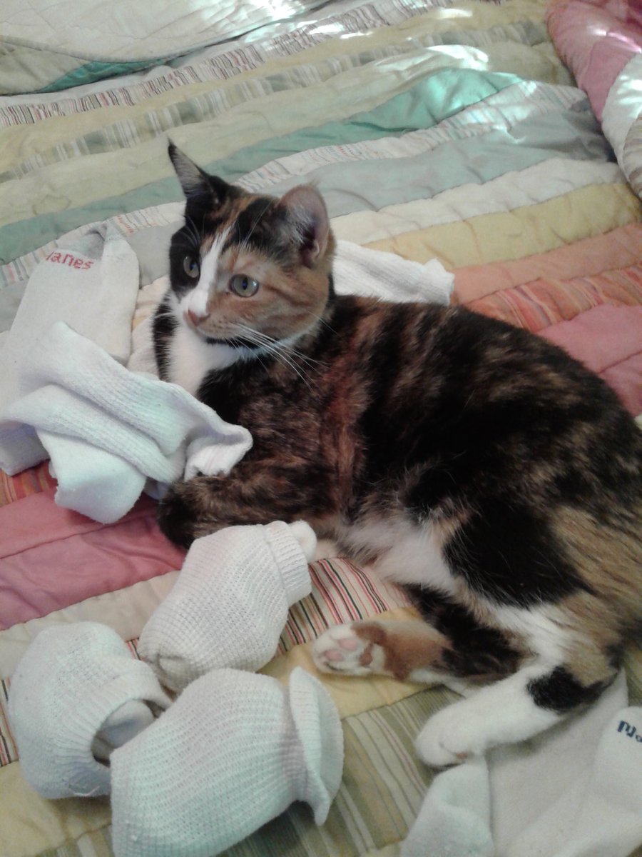 Helping with chores! #CatsOfTwitter