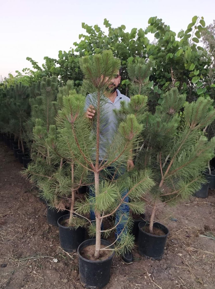 HasCicekFidan's tweet photo. Fıstık çamı
Bilimsel adı: Pinus pinea
🌳🌳Has Çiçekçilik 🌳🌳
🍁🍁tüm arap ülkelerine ihracat🍁🍁
🌷🌷🌷🌷🌷🌲🌲🌲💯
🌿☘25 yıllık Tecrübemizle🌿🌿
Tel: 0 324 454 0442
Cep Tel: 0532 721 4211
Fax: 0 324 454 1349
bilgi@hascicekcilik.com.tr
Turkey.mersin https://t.co/HZODRYFbRI