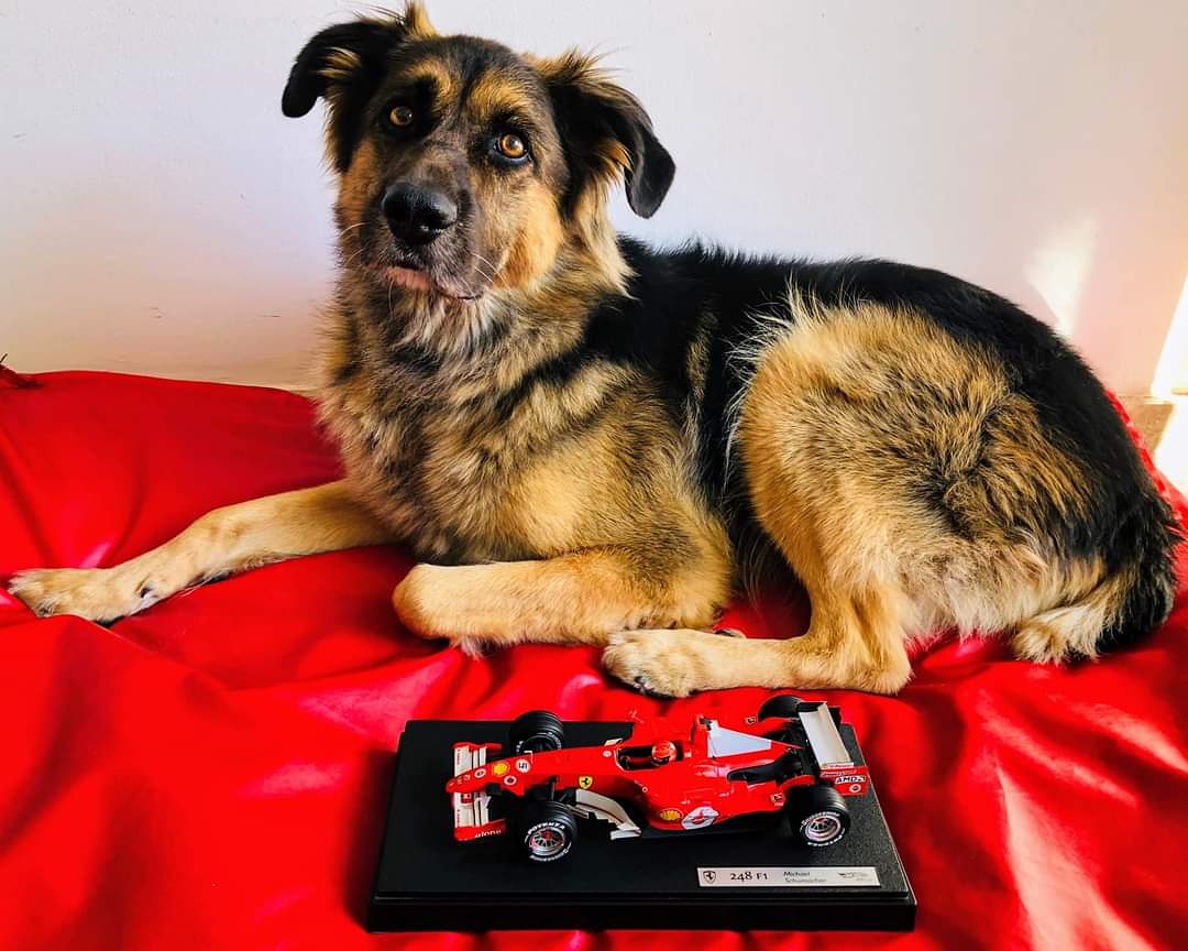 Monicatror's tweet photo. We miss you @schumacher... God bless you โค๏ธ #MichaelSchumecher #Schumacher #Schmy #EnzoFerrari #KeepFighting #KeepFightingMichael #KeepFightingMichel #ForzaMSC #ForzaMichael #TeamMichael #forzaschumy #ImolaGp #imola2020 #imolaisback #myhero #mardelplatalimousines @keepfighting https://t.co/Ij6jnLMz5z