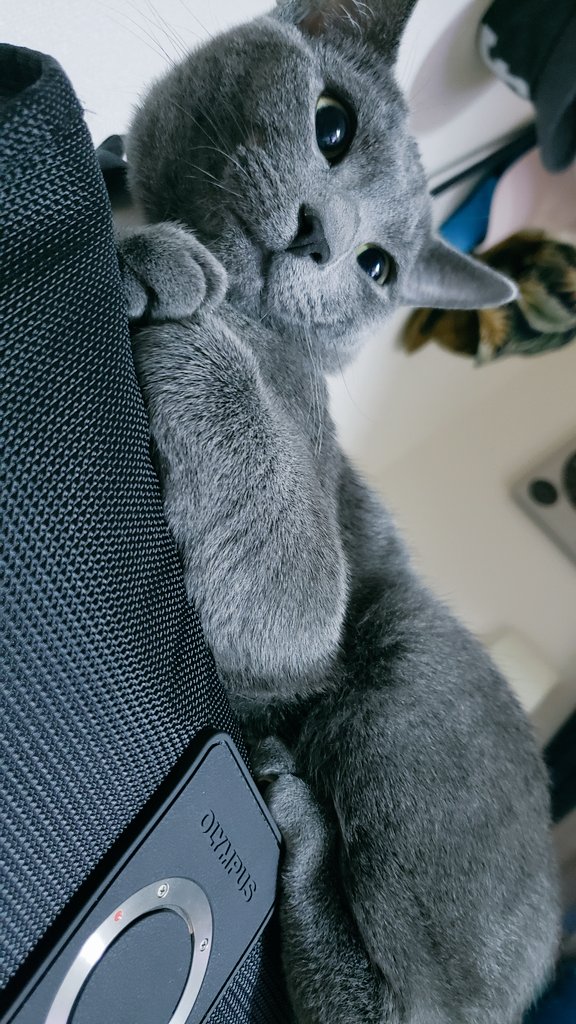 devilkillertype's tweet image. #猫好きさんと繋がりたい　#猫のいる生活　#ロシブ　#猫　#ねこ

だから止めとけって言ったじゃん…