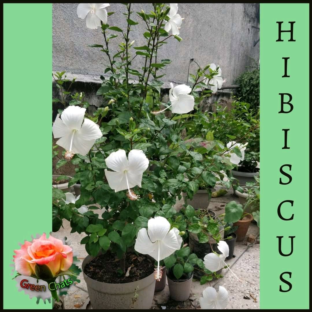 greenchats's tweet photo. #greenchats #hibiscusflower #hibiscus #redcolorflowers #whitehibiscus #hibi #growyourself #stempropagation #growingcuttings #flowermagic  #flowerpower #loveforflowers🌹 #hibiscustea #naturopathy #organicteas #indiangardener #floweroftheday📹 #NatureBlessings #mothernature https://t.co/RnsRcDMJ2R