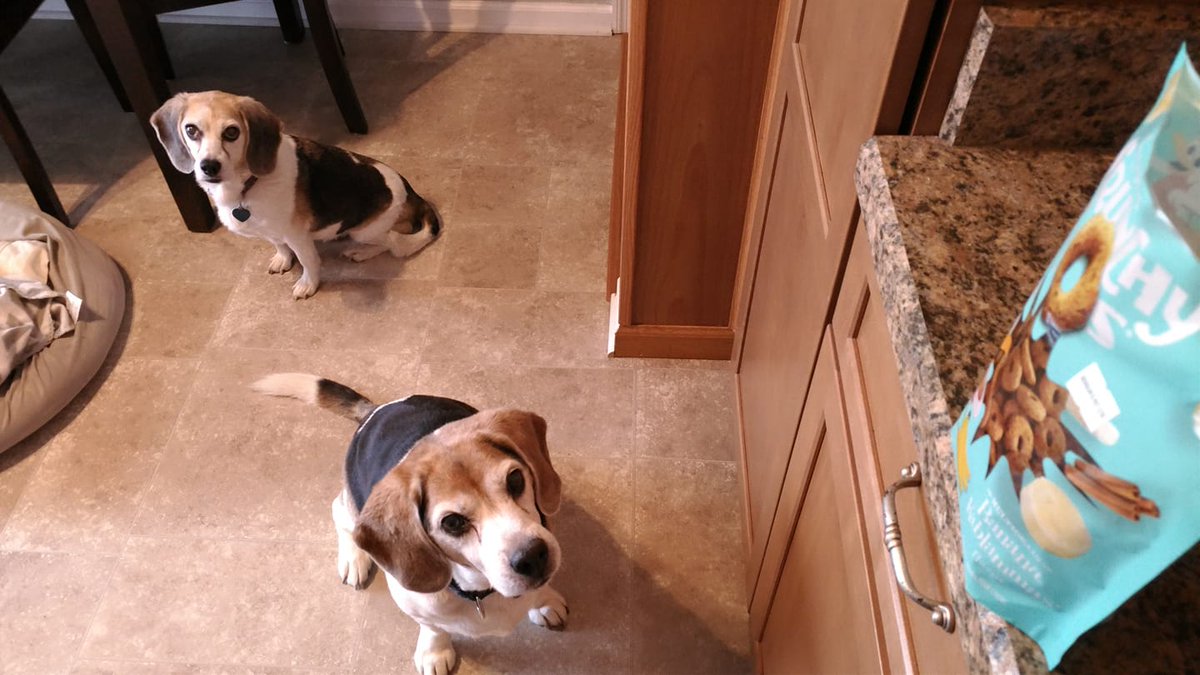 Molly and Oliver are having their first @frommfamily Crunchy O's treats.  I think they are a big hit!  They already love their Fromm dog food #frommfoodforthought #seniorbeagles