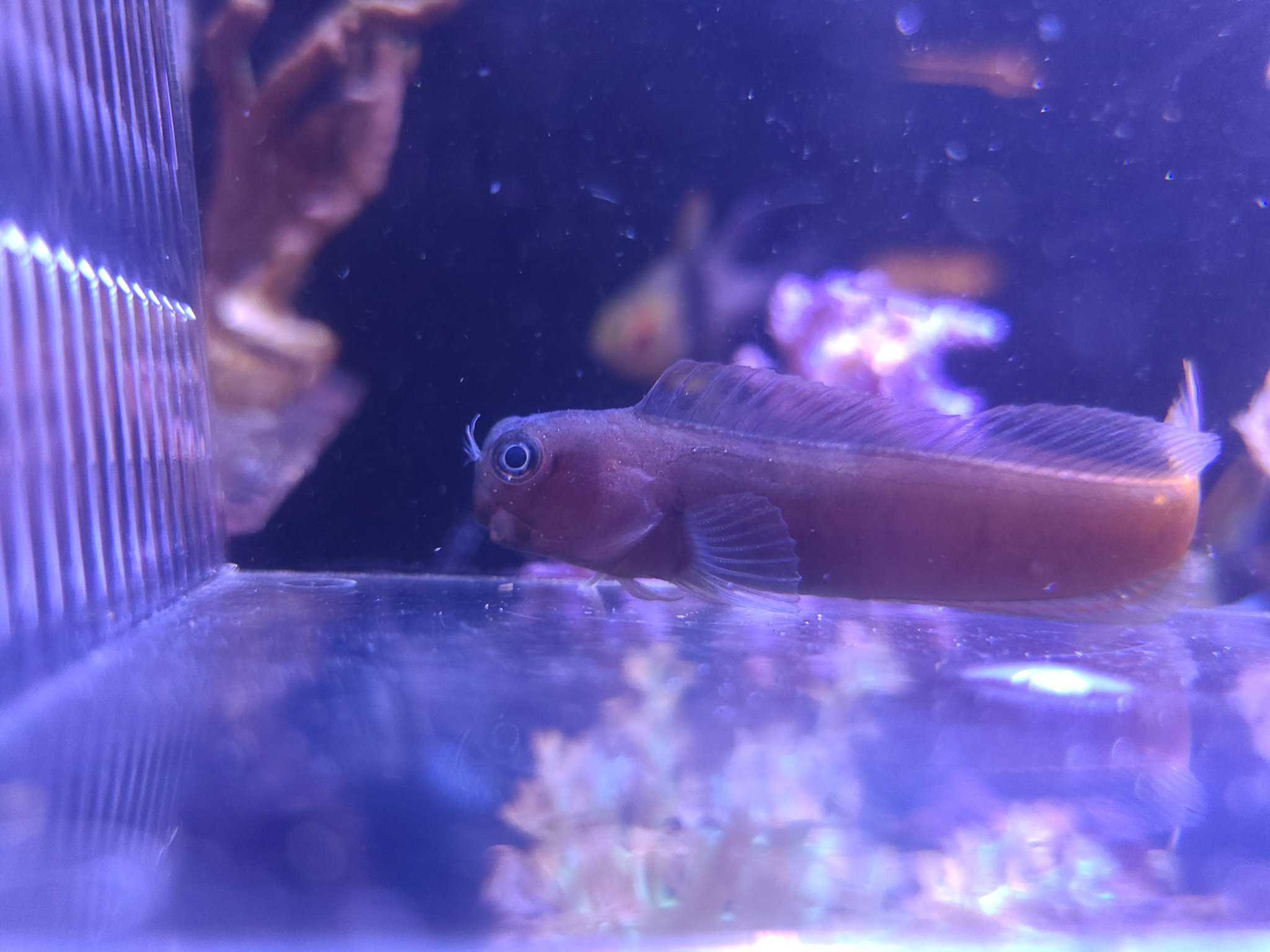 Su 帰宅です フタイロカエルウオのクロが飛び出しました 帰宅が遅くなり消灯していたライトを点けたのに驚いてしまったんだとは思いますがまさかの隙間 水槽から150センチほど離れたところにいました 音がしてから発見に3 5分ほどかかってしまい