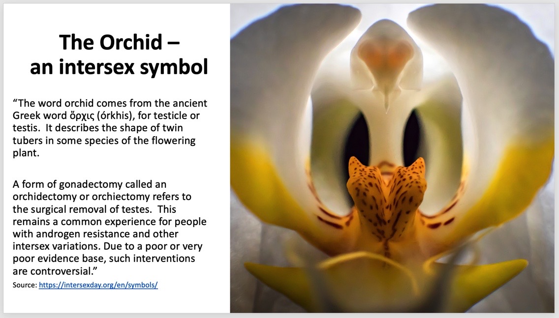 IntersexMap's tweet photo. #SaturdayThoughts
Something to learn about #intersex
The #orchid flower is an #intersex symbol.
Friends @intersexday explain here https://t.co/1B3rmavjpq
We're raising awareness about #intersex as part of our #IrelandTurnsPurple campaign, Nov. 8th #IntersexSolidarityDay 💜💛 https://t.co/TY4QtS1k9T