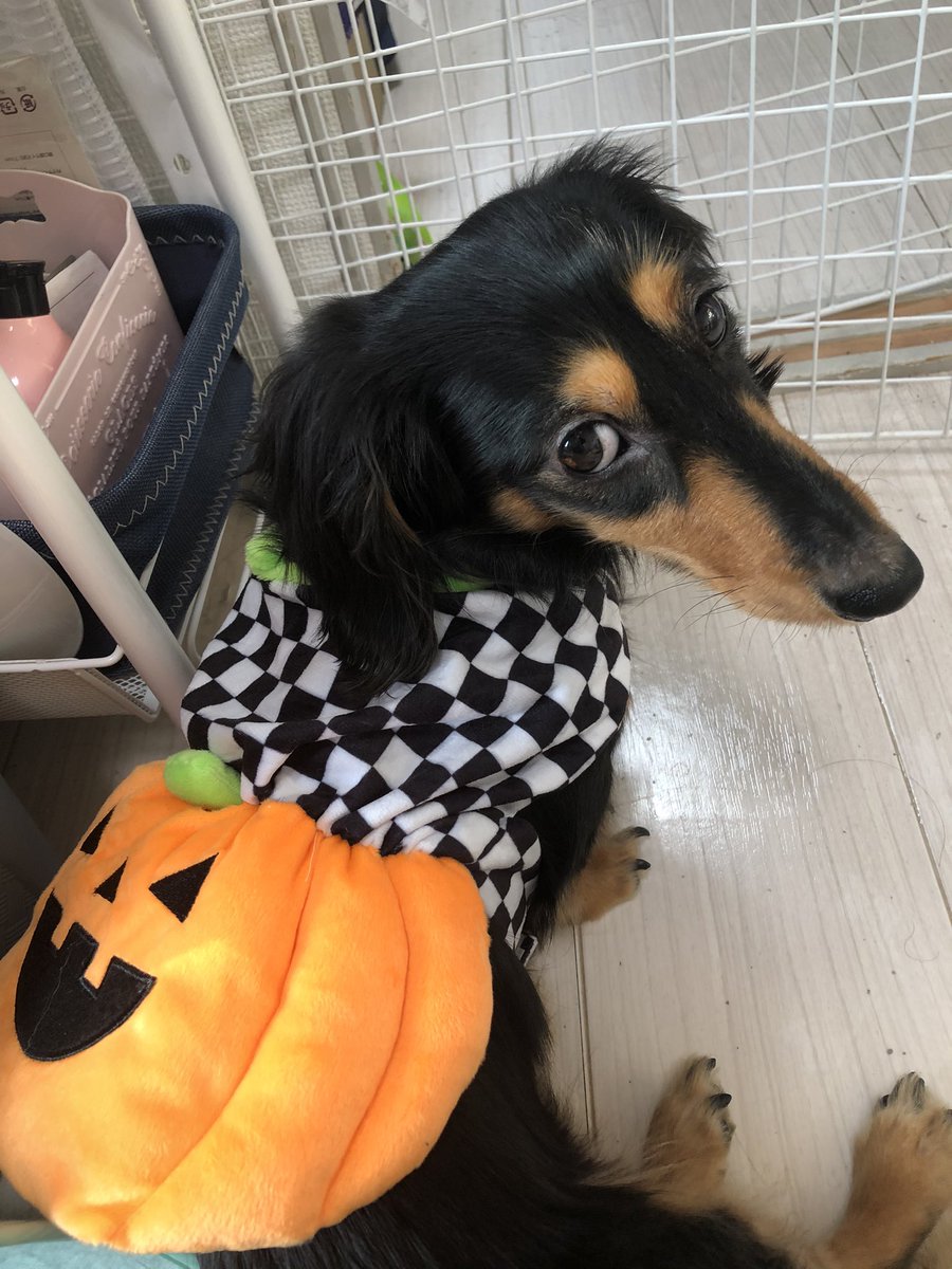 犬ハロウィン仮装