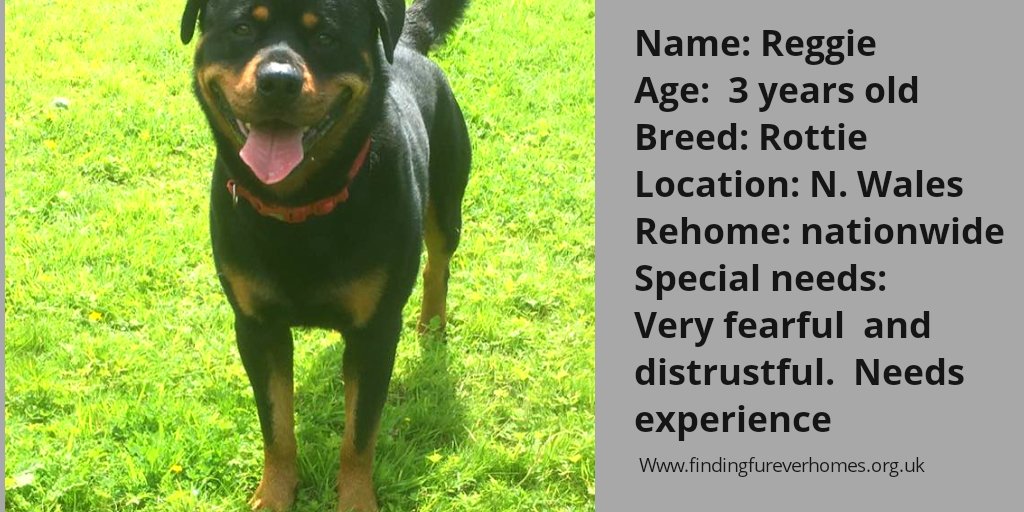 Please RT Reggie's details to help find a home as he is a sensitive soul needing a committed owner
findingfureverhomes.org.uk/dogs/reggie/