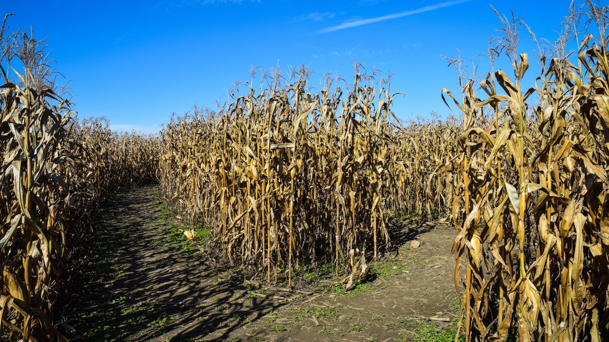 Trick or treat?
Smell my feet.
Give me something good to eat.
If you don’t, I’ll find a maze
and pick a path where corn is raised.

🎃 HAPPY HALLOWEEN 🎃
