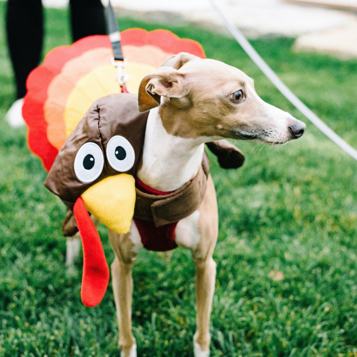 Happy Halloween! However you choose to express yourself this year, it’s never been a better time to wear a Halloween mask :) We hope your day is full of treats (and maybe some tricks).