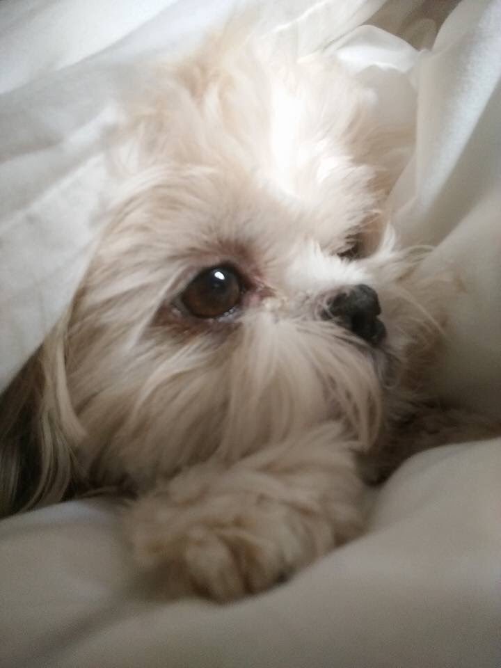 #CosyVIP   ⁦<a href="/PetsatHome/">Pets at Home</a>⁩ 
Kiko settling in for the chillier months.