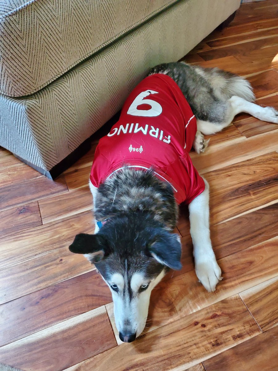 Shyla is ready for West Ham.  YNWA, up the reds! #premierleaguemornings #LFC