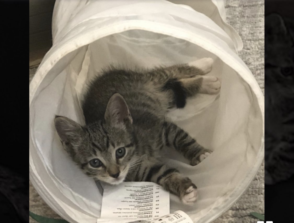 She is not here yet but this is our new cutie face