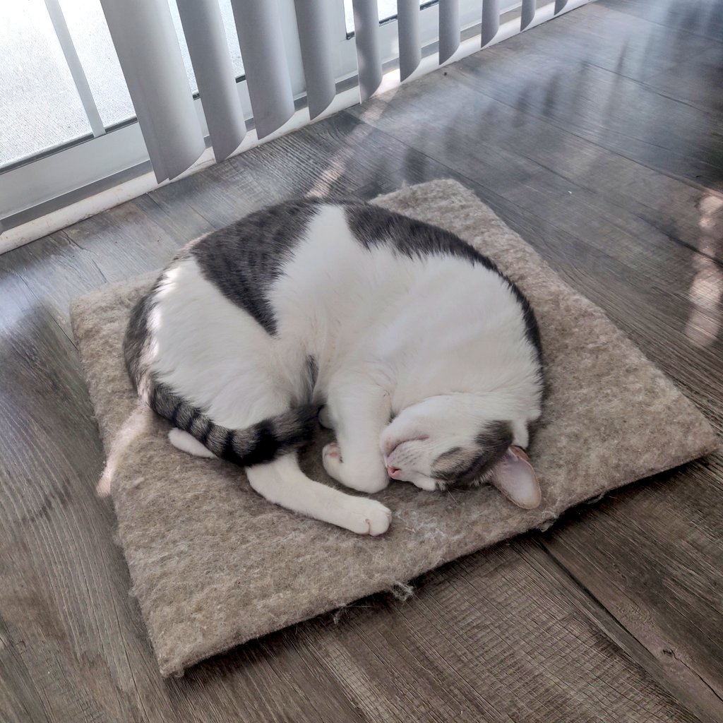 mrtowner's tweet photo. RT for sleeping Duffy. Also like for sleeping Duffy. Reply with an insult for the sleeping small cat. https://t.co/fMXm3qjeVK