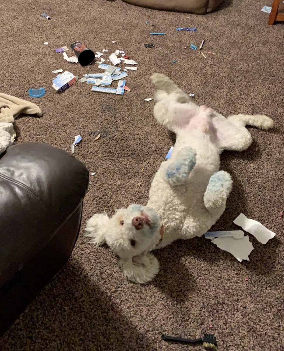 tstrong824's tweet photo. @BaileyCarlin Y’all have innocent dogs and I have this https://t.co/KRSYoH98Jr