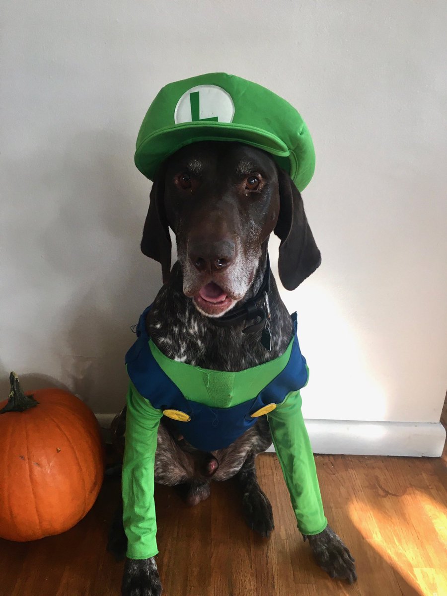 MTHwyPatrol's tweet photo. K9 Szemes aka “Luigi” is kicking off the first of several “K9s in Costume” we’ll share today to have a little fun for #Halloween. 

As a friendly reminder, if your Halloween plans involve booo-ze, please make a plan to get home safely. https://t.co/j9qHhcl7mL