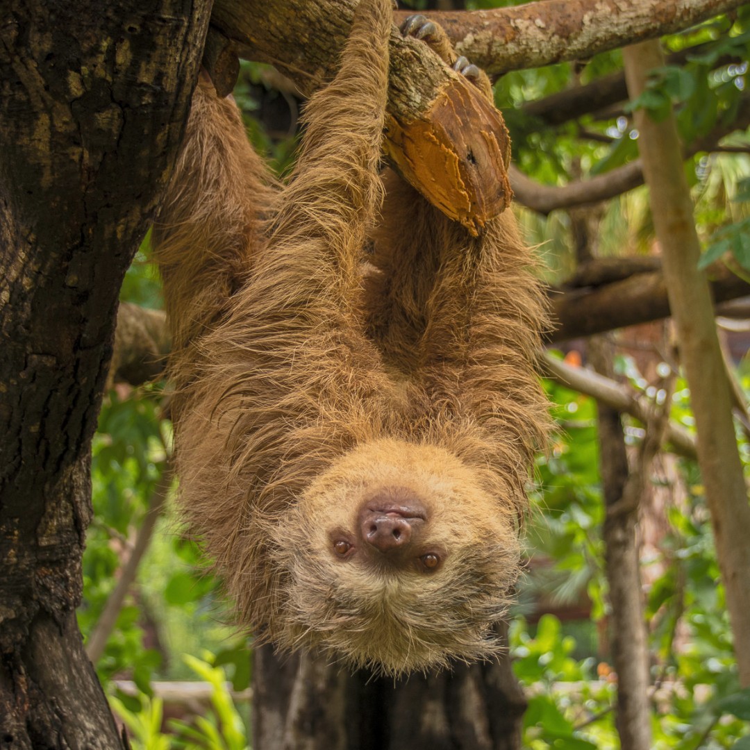 DiamantePark's tweet photo. Lucy tried to be spooky on 🎃Halloween 👻 Little did she know she looked terrifyingly cute! What do you think? Scary or not?

#DiamanteAdventure #sloth #slothlove #adventure #nature #CostaRica https://t.co/jp6lwJqqTE