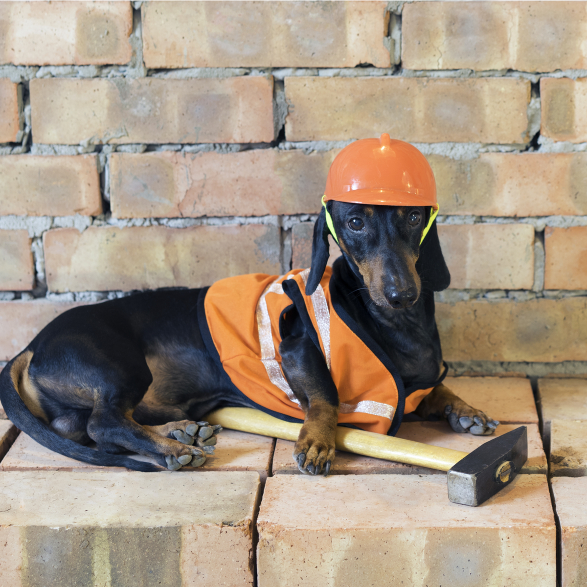 Happy Halloween! While trick-or-treating might look a little different this year, we still encourage dressing up for Halloween! Just like this little guy. Be safe, wear a helmet. 🎃Caption this!  #halloween #halloweendog #renovationlove