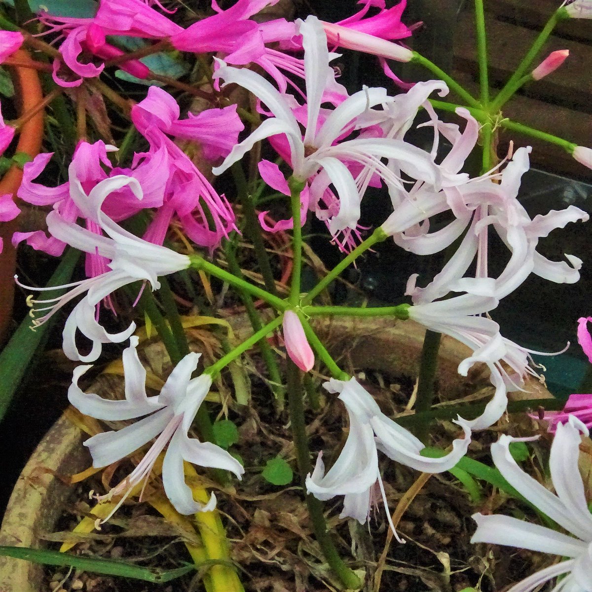 SepidehArkani's tweet photo. #Nerine #bowdenii add a splash of brilliant #colour to the #autumnal #garden, especially on dull days! Being from the #Amaryllidaceae family, they are #architectural #plants that create #structure and #elegance in #pots, #beds and #borders.

#Alpines #Bulbs #Architecturalplants https://t.co/iCdMa7g1al