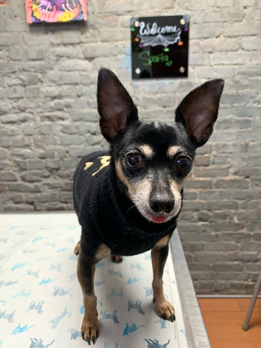 Sparta's recheck visit <a href="/silliously/">Sparta the MinPin 💚🌱</a> (@ City Vet in Long Island City, NY) swarmapp.com/c/5metxLuIbQ5