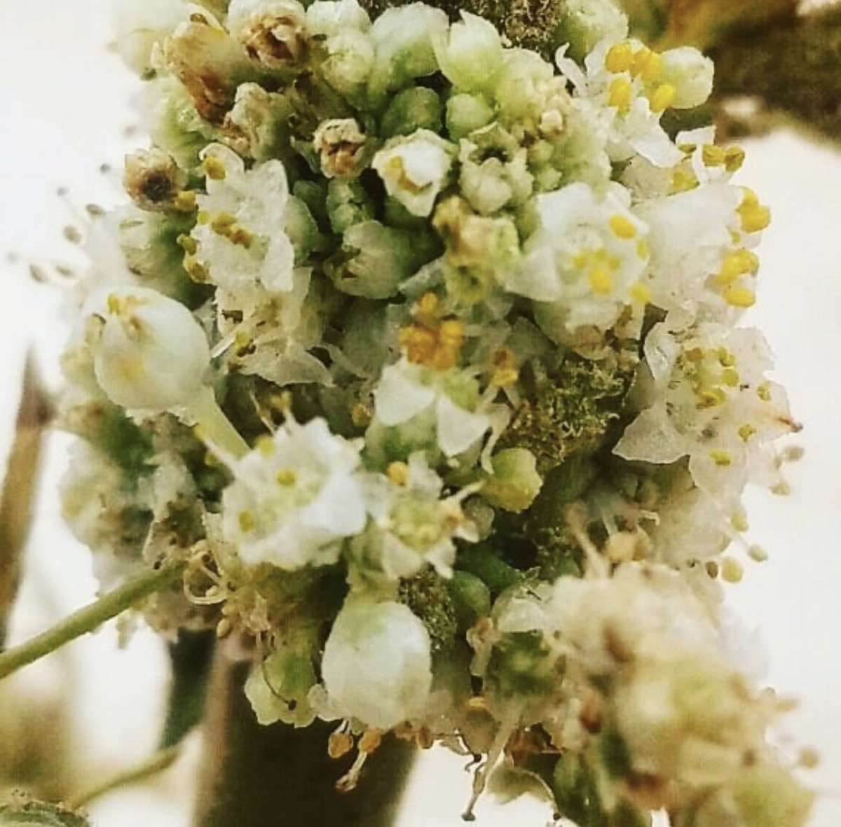 JasonLeeKnox's tweet photo. Happy Halloween Twitter Fam! 👻🎃
Have you ever seen a male stamen like this cannabis plant??? #Unique #Phenotype #MaleFlower 
(Repost) https://t.co/OizkQa7fKu