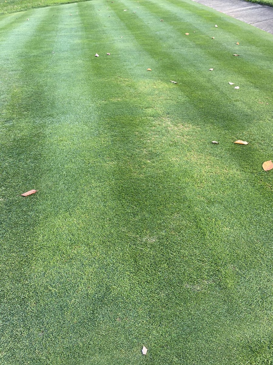 Halloween cut on my bentgrass lawn.