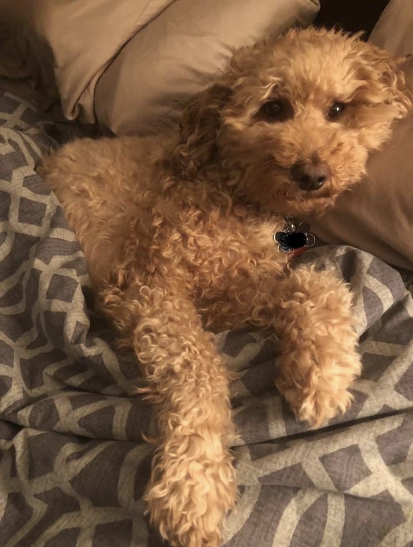 Bobthemediaguy's tweet photo. #GoodDayToStayInBed https://t.co/xKE3P4kF5l