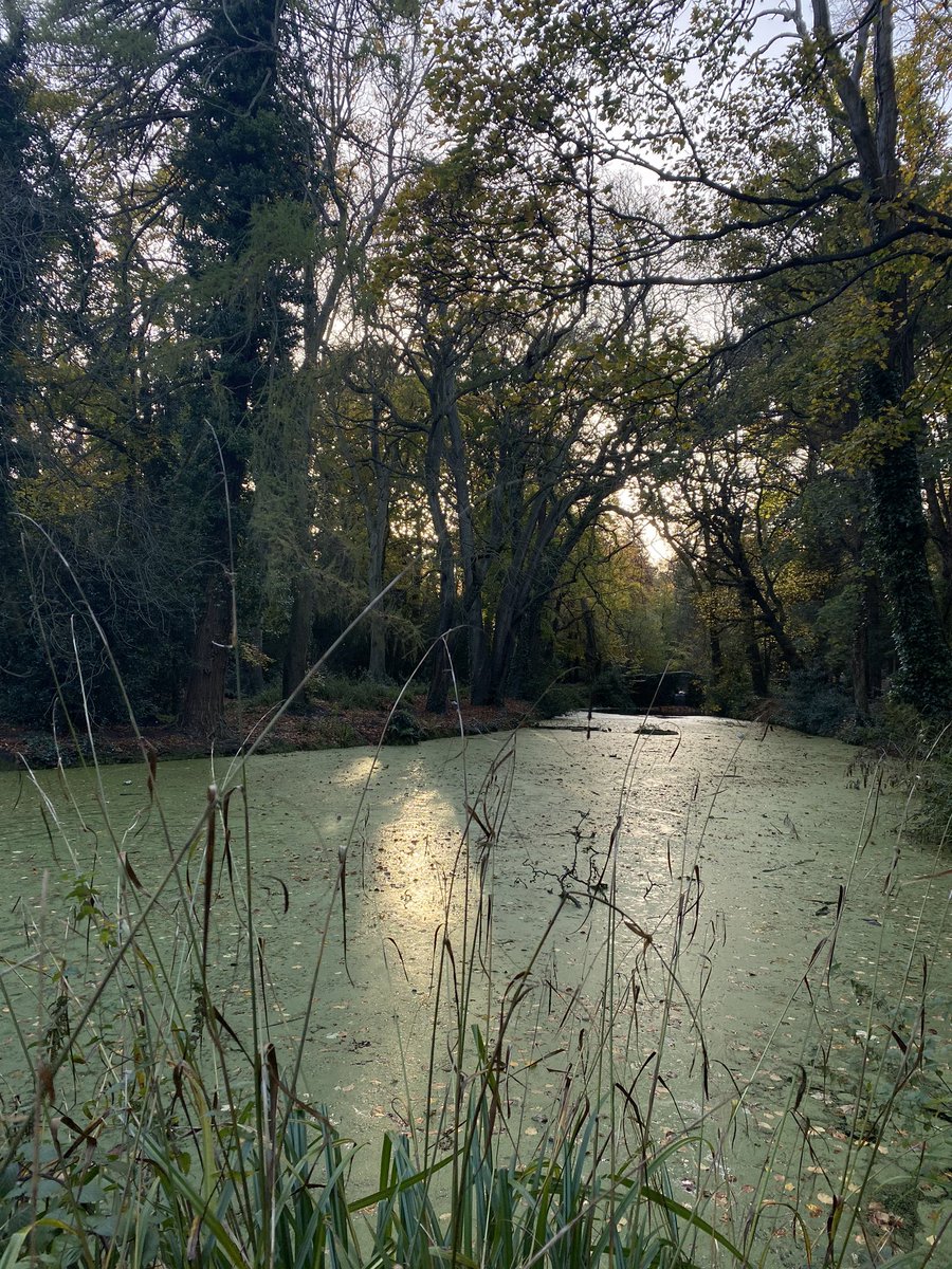 gmacgr's tweet photo. As #parktoberfest wraps up and with #myrunningaccomplice away to protect her from the 🧨💥 I got to include @BushyDUBparkrun in my #notparkrun today. Beautiful as the sun began to dip. Should have been RD @Tymonparkrun today 🙁🎃👻
#loveparkrun🌳 #missingparkrun https://t.co/jpaXUc7pD2