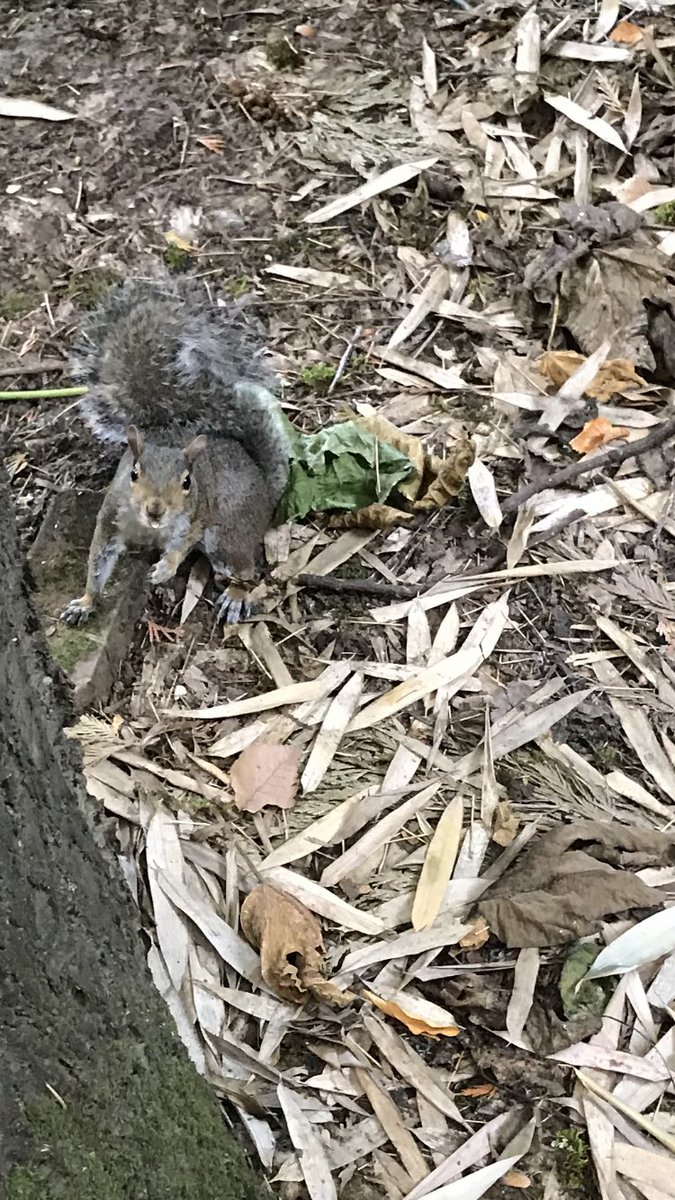 Rachel Y Carillo tweet media