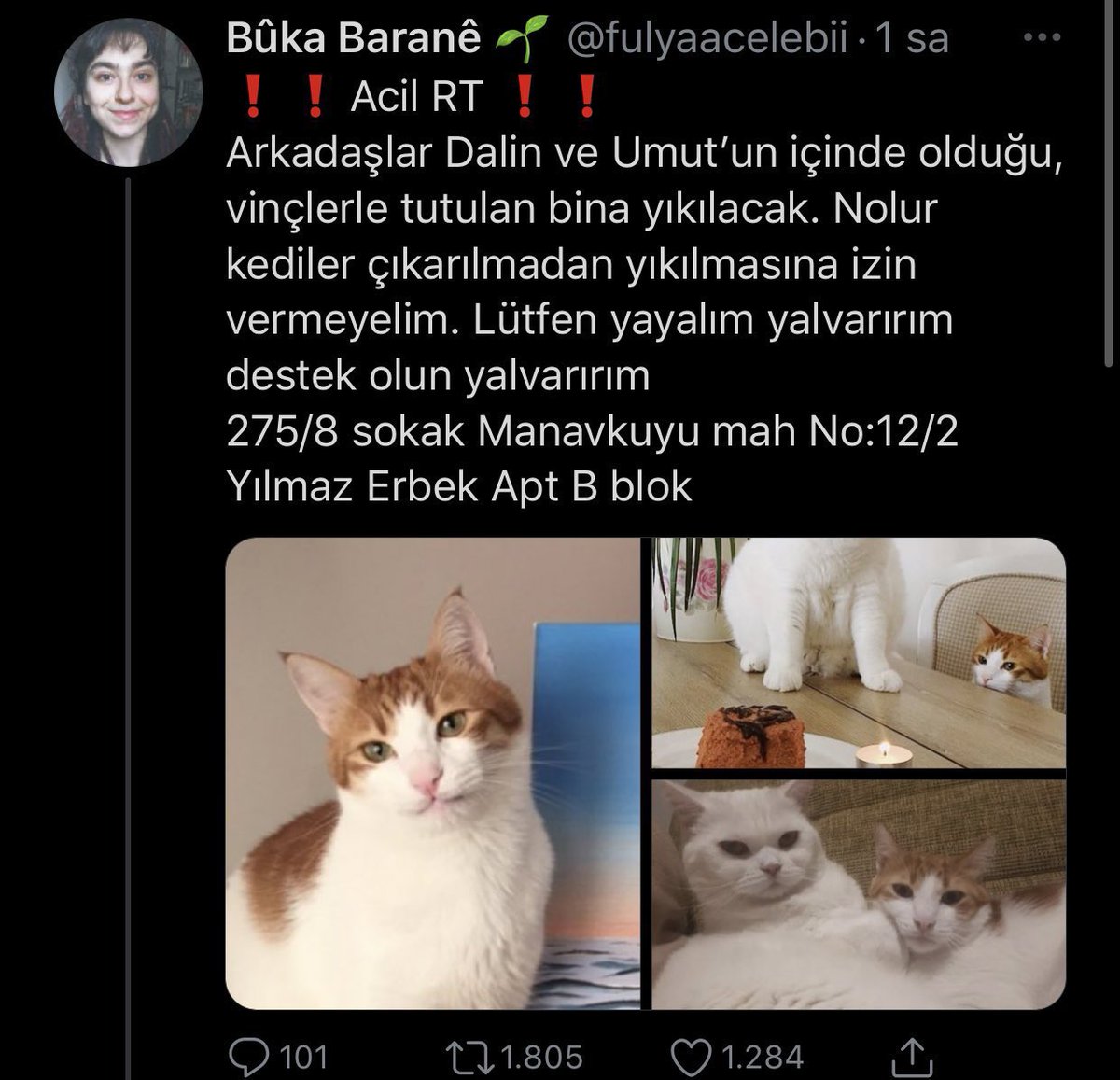 felico tweet media