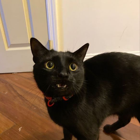 Spotwalk's tweet photo. Casper looks like he's seen a ghost -- how ironic! 🐾 #caturday

#Halloween #CatsOfTwitter #meow #phillycats #gatos #SS #catoftheday #catsofphilly #catsofdc #philly #cateyes #weekend #pennmedicine #catscatscats #adoptdontshop #catsofphiladelphia #blackcat #casper #Halloweencat https://t.co/tWNMH2kKTr