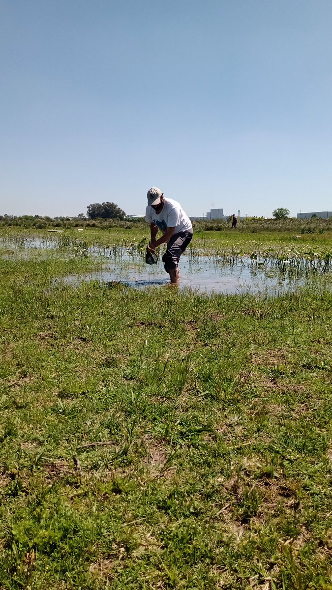 franalverja's tweet photo. Hoy estuvimos una vez más dando una vuelta por la @ReservaCFlores en Longchamps. Seguimos de a poco descubriendo y desentrañando estos pastizales de #Longchamps que ojalá pronto sean reserva natural para todes. https://t.co/AFqMBYtMP1