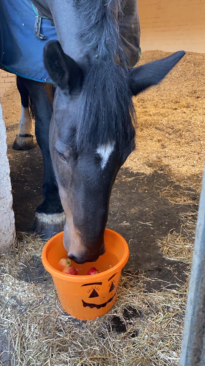 MerPolMounted's tweet photo. Who loves a game of duck apple - apple bobbing on Halloween? Shall we post some videos later of them enjoying a game? #StandTall #HalloweenFun #DuckApple #AppleBobbing #PHSilver #PHMajor #PHBeau https://t.co/7LHQifoX3K