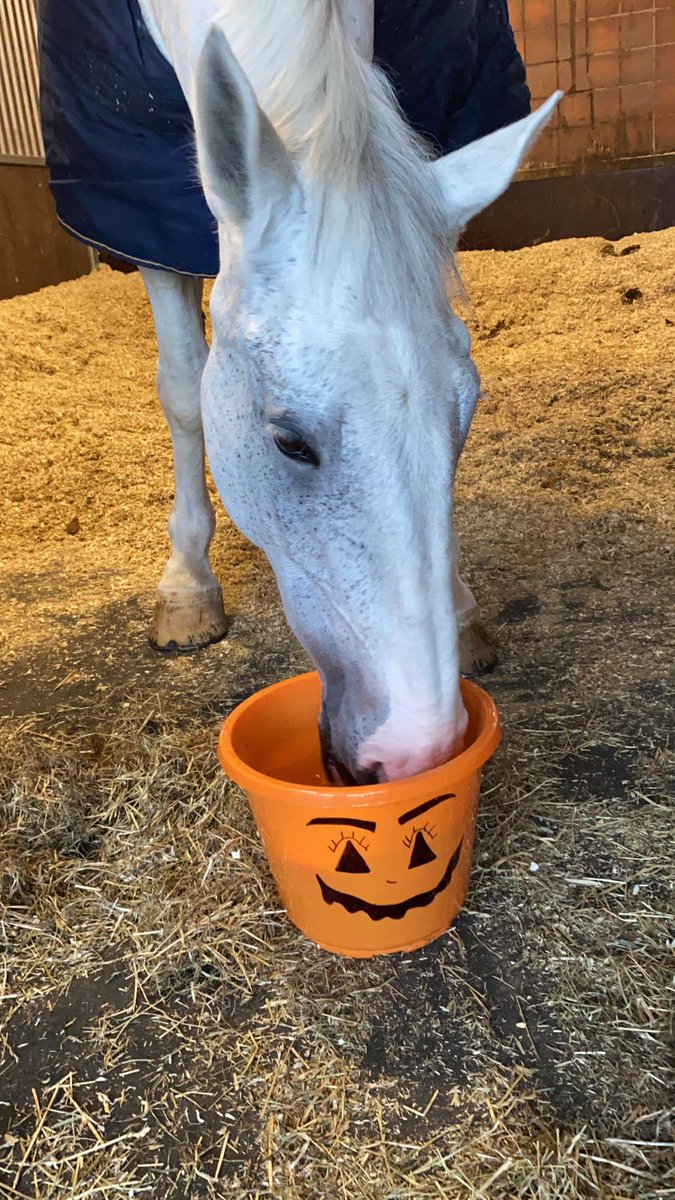 MerPolMounted's tweet photo. Who loves a game of duck apple - apple bobbing on Halloween? Shall we post some videos later of them enjoying a game? #StandTall #HalloweenFun #DuckApple #AppleBobbing #PHSilver #PHMajor #PHBeau https://t.co/7LHQifoX3K