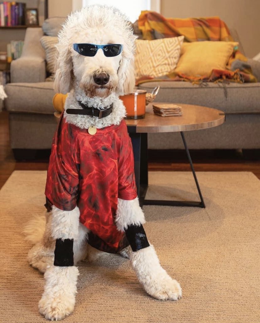 My fur nephew is in the running to be the mayor of Flavortown... what say you ⁦<a href="/GuyFieri/">Mayor Guy Fieri</a>⁩ ⁦<a href="/BaileyCarlin/">B.W. Carlin</a>⁩ ⁦<a href="/FoodNetwork/">Food Network</a>⁩? #guyfurieri ⁦<a href="/MsRomanino/">K Romanino</a>⁩
