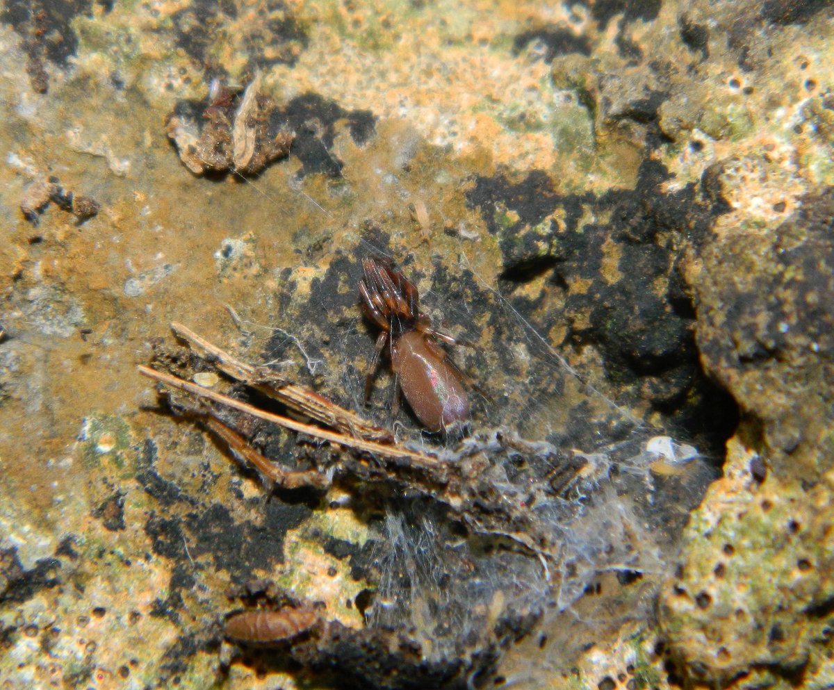 Reefpaths's tweet photo. Thanku 2 the wonderful #SpiderCommunity here who have supported our families🕷️ learning journey. Sharing a few observations on #TunstallHills 30.10.20 which we think are Clubiona sp; Harpactea hombergi; Eratigena sp (looks like agrestis) &amp; Zygiella atrica #SpidersAreAwesome 💚🕷️ https://t.co/C1qdhYQT81