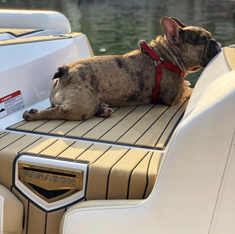 seadek's tweet photo. Little dude staying cool on a #paragon

@NautiqueBoats #seadek #genuineseadek #carpetstinks #seadekdogs #dogsloveseadek #nautiqueboats #nautique
#Repost @wakesurf_coach
. . . . .
Everyday is national dog day on the Nautique G23 Paragon, just ask our friend @jodigrassman https://t.co/B4y2VKN6bo