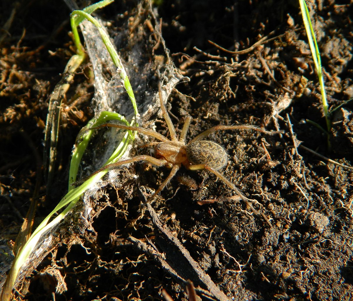 Reefpaths's tweet photo. Thanku 2 the wonderful #SpiderCommunity here who have supported our families🕷️ learning journey. Sharing a few observations on #TunstallHills 30.10.20 which we think are Clubiona sp; Harpactea hombergi; Eratigena sp (looks like agrestis) &amp; Zygiella atrica #SpidersAreAwesome 💚🕷️ https://t.co/C1qdhYQT81
