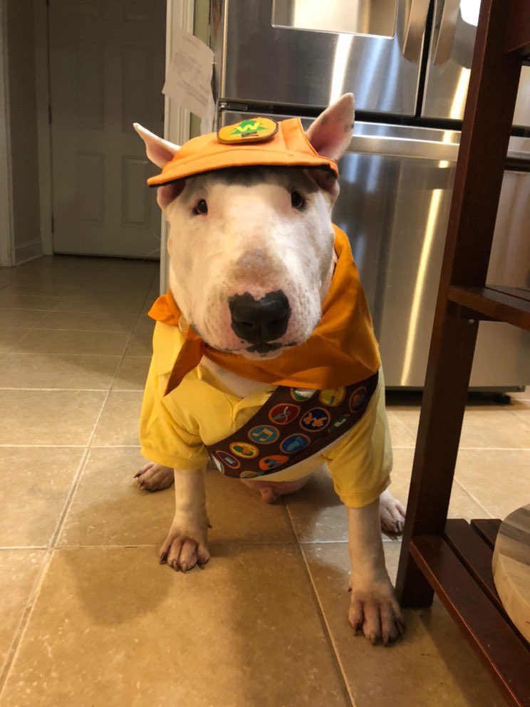 We only rate dogs. This is a Wilderness Explorer. Wondering if you’ve seen any elderly he can assist. Please only send dogs but 14/10 because the wilderness must be explored