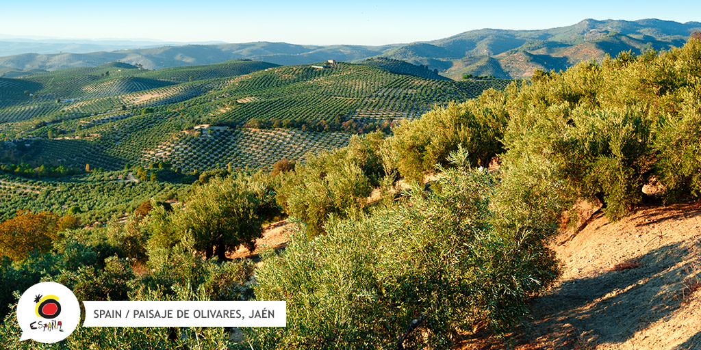 SpainInJapan's tweet image. オリーブ畑が広がるハエンで樹齢100年以上のオリーブの木を探してみませんか？🌳 オリーブオイルの搾油所や巨大なオリーブ畑を訪れれば、生態系への理解が深まる旅になるでしょう🌍

👉  buff.ly/3oEirej

#BackToSpain #SpainNature