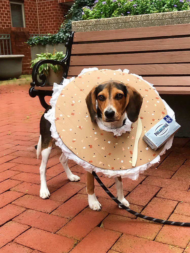 Wobble Beagle in Harry Potter costume