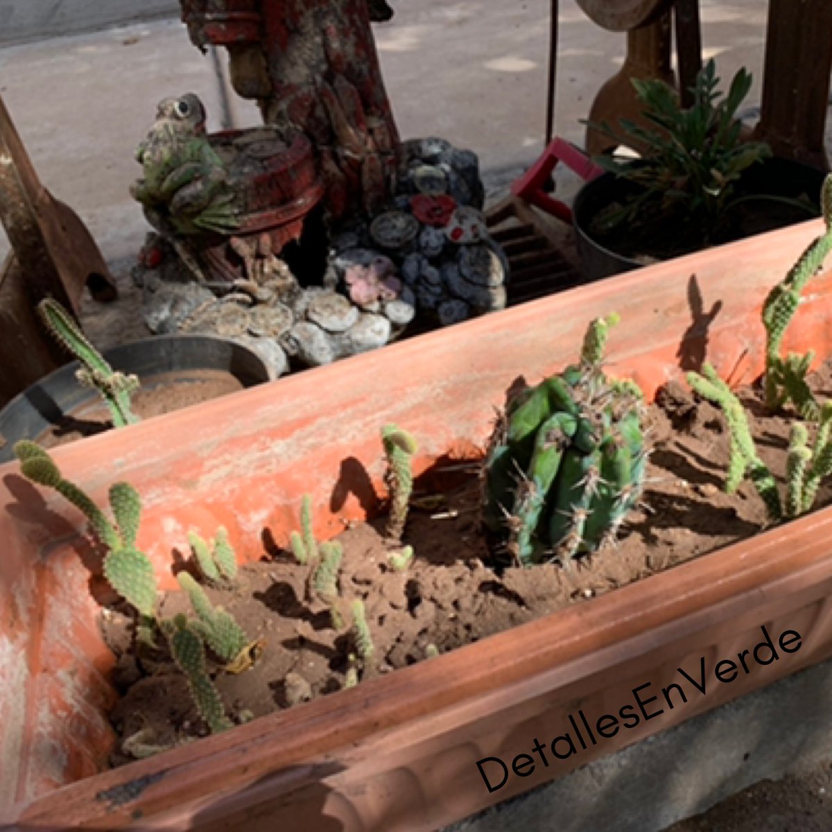 detallesenverde's tweet photo. Y sigue creciendo la familia x)

#detallesenverde
..
...
....
.....
......
.......
#cactusflower #cactus🌵 #cactustattoo #cactusjack #cactusmania #cactusymas #cactusysuculentas #suculenta #suculentas🌱 #cactosesuculentas #cetaceans #jardines #jardineria #planta #cactuscares🌵 https://t.co/2rn3aQGLO7