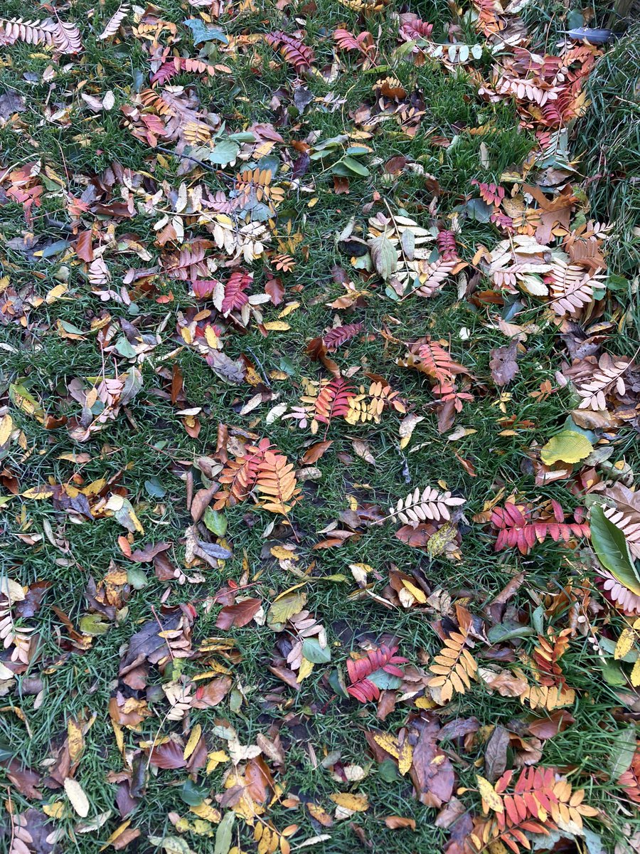 annededen's tweet photo. Beautiful autumn walk today in #cherryvale but some damage from #StormAiden https://t.co/gUl8bUUN5a