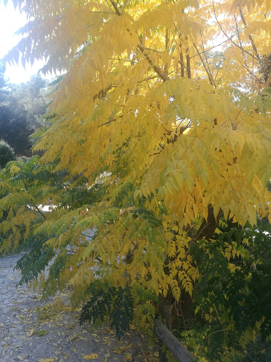 sergiolfer's tweet photo. Otoño en @masiatort https://t.co/HngN6NVakZ