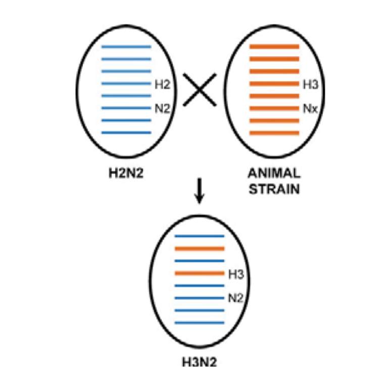 allows different influenza viruses to recombine and exchange segments of their genomes with each other to produce new influenza viruses. SARS-CoV-2 by contrast is much more stable antigenically:  https://www.pnas.org/content/117/38/23652