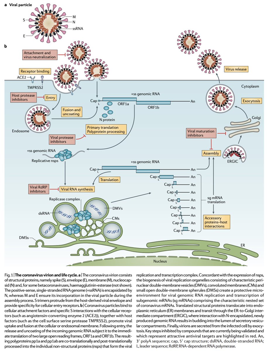 Their reproductive cycle is also quite different. Once inside the cell, influenza's RNA is immediately transported to the nucleus where it replicates. Replication can be inhibited with the drug Baloxavir. Coronaviruses do not generally involve the nucleus in replicating.