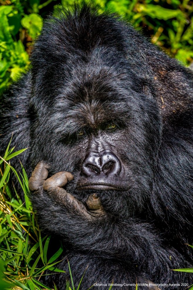 astropierre's tweet photo. Les résultats du célèbre concours photo "Comedy Wildlife Photography Awards" 2020 a été publié, et les images sont toujours aussi belles et drôles 🙂

Vous pouvez toutes les retrouver ici : 
https://t.co/T1Lqabfoze https://t.co/hqyy6sY0i6