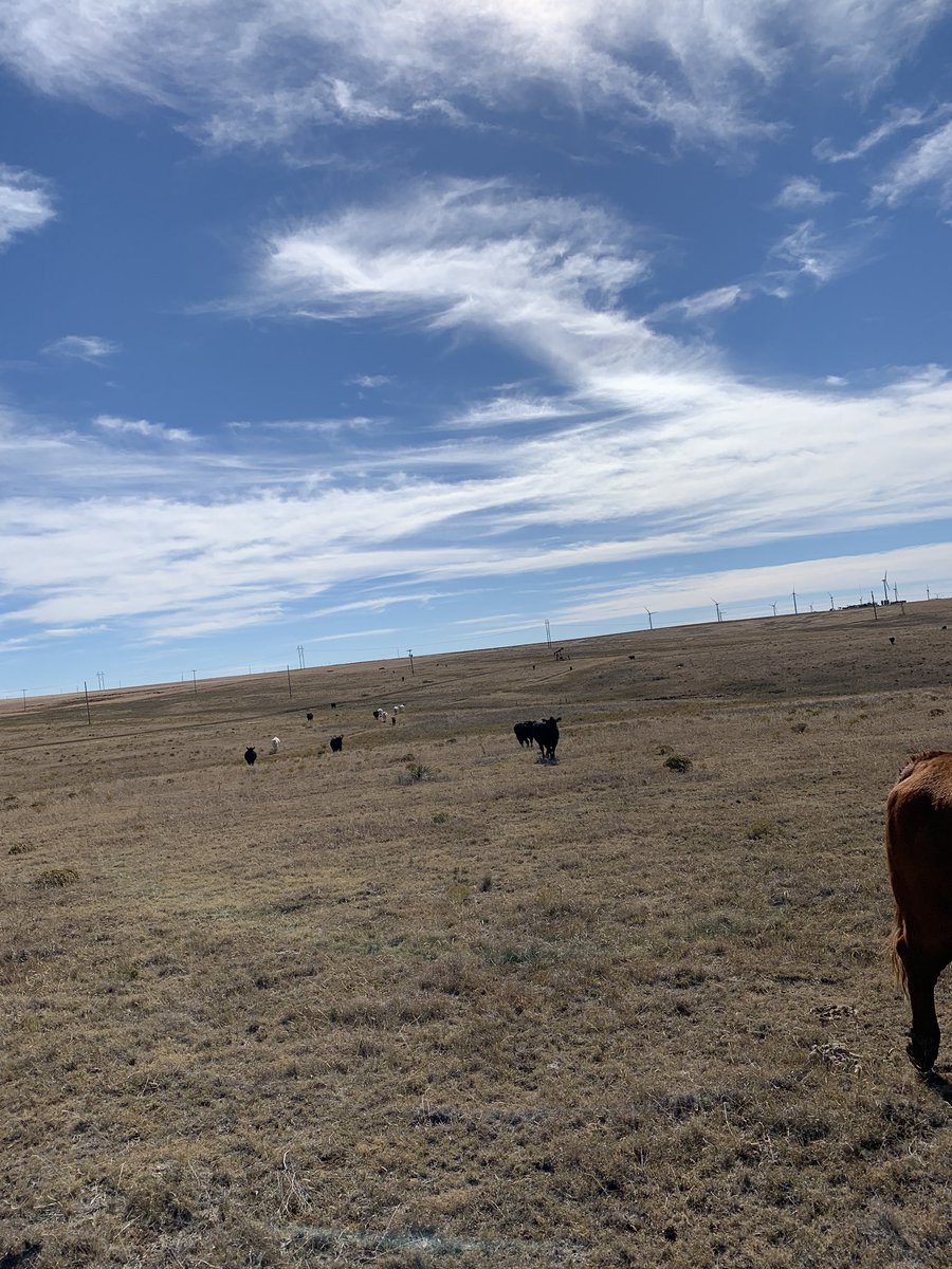 TiffDowell's tweet photo. Lease is up today, so we’re moving cows.  If there is one thing two kids can do, it’s cake train a herd! #cows #cattle #ranchkids #cowcake https://t.co/7PNA9xvvWx
