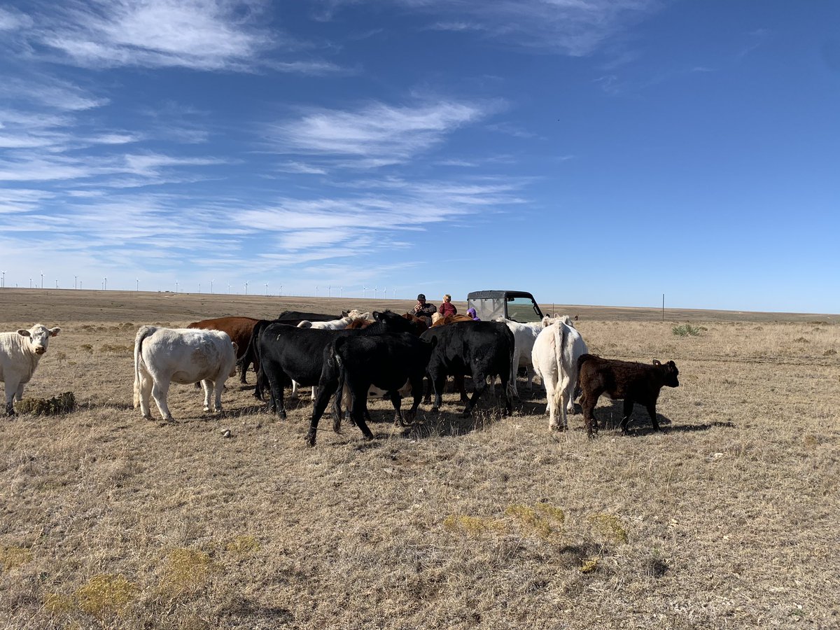 TiffDowell's tweet photo. Lease is up today, so we’re moving cows.  If there is one thing two kids can do, it’s cake train a herd! #cows #cattle #ranchkids #cowcake https://t.co/7PNA9xvvWx